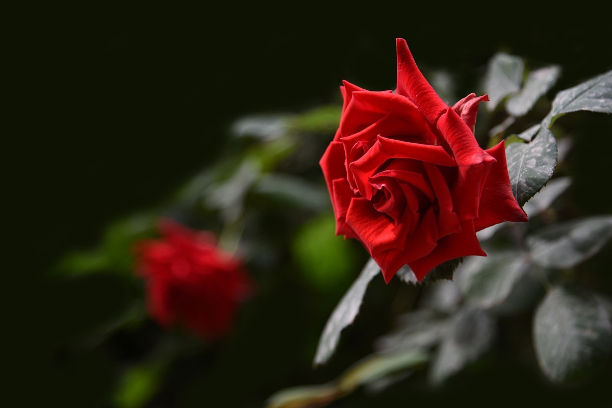 【2022】029---月季花