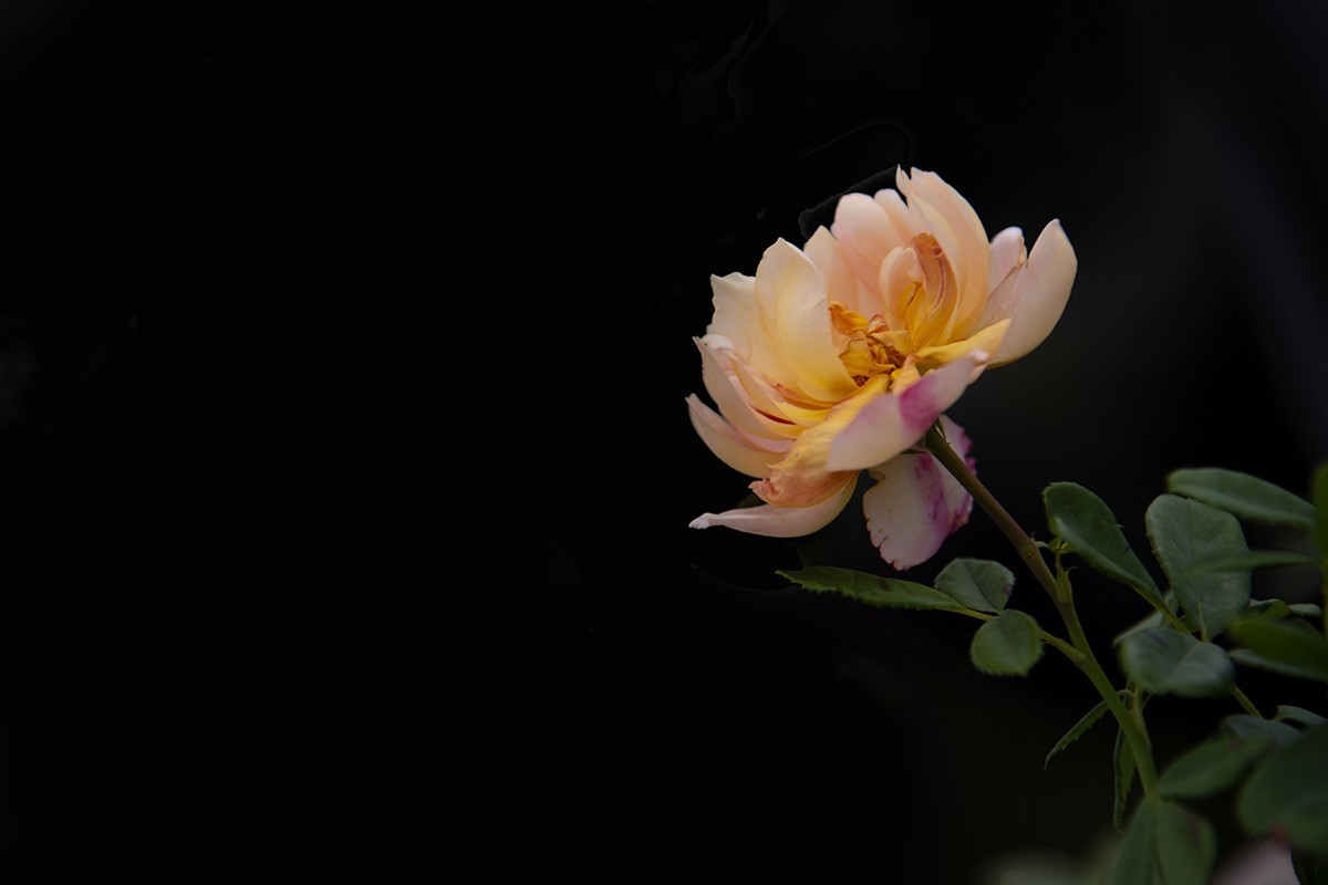 【2022】029---月季花