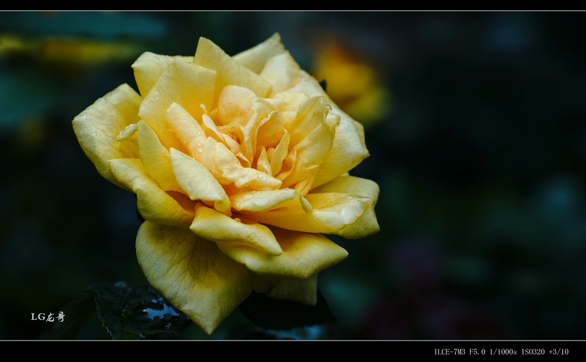娇艳欲滴“金凤凰”--腾龙牛头35-150mm f/2-2.8 Di III VXD A058