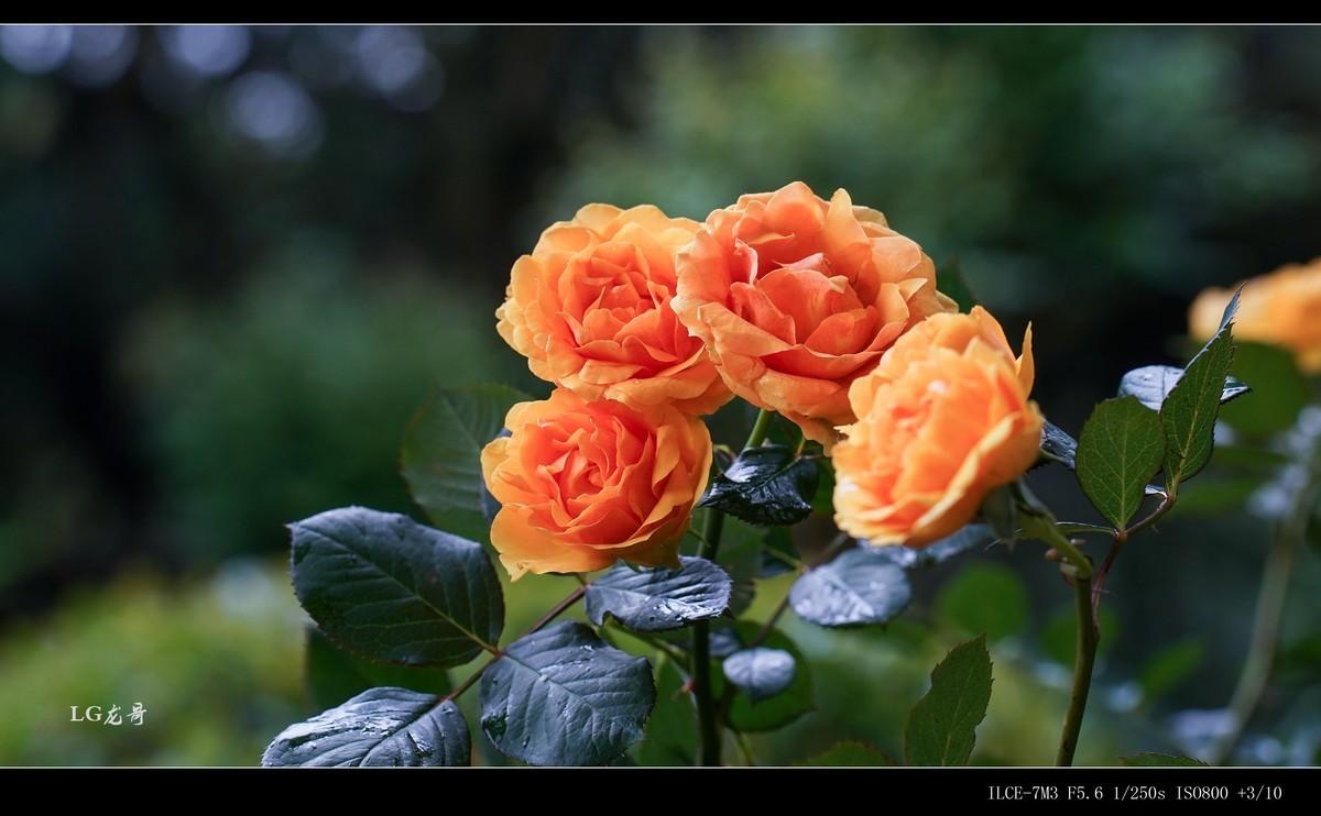 娇艳欲滴“金凤凰”--腾龙牛头35-150mm f/2-2.8 Di III VXD A058