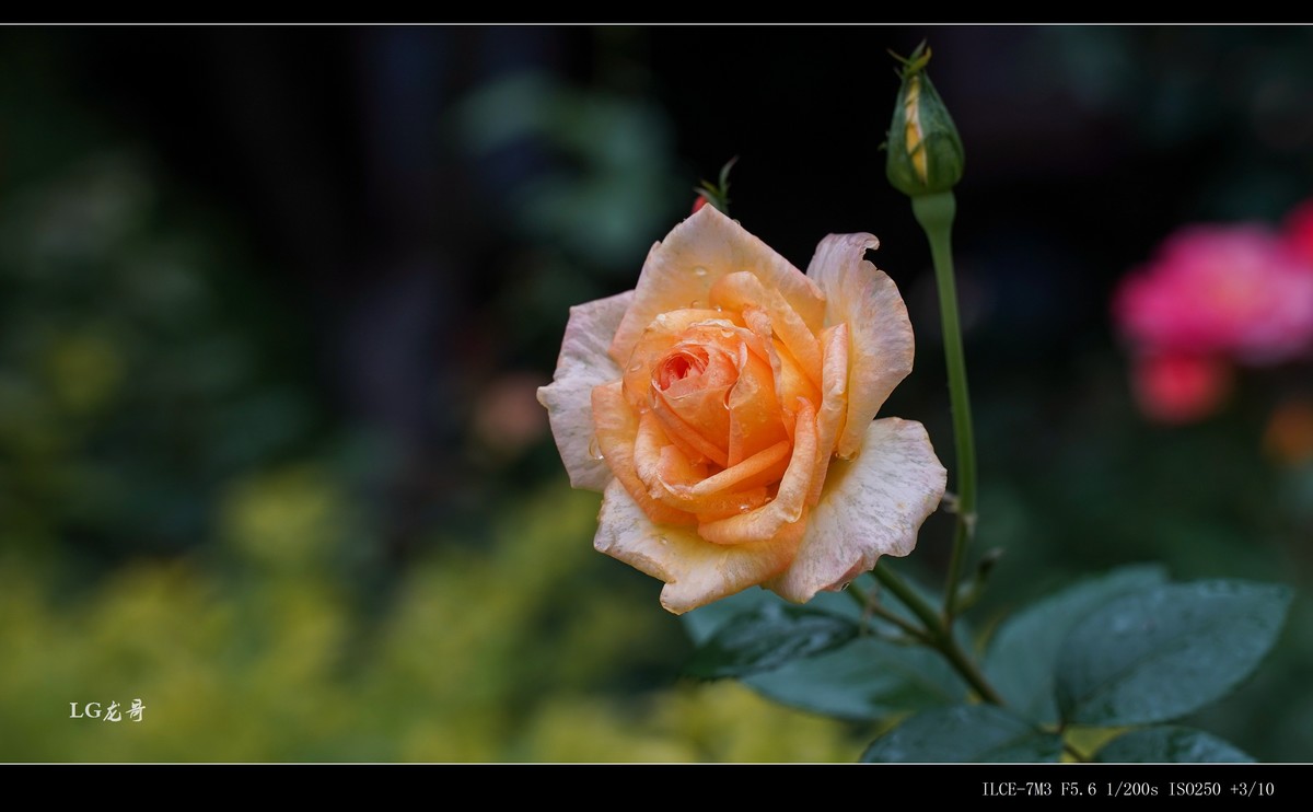 娇艳欲滴“金凤凰”--腾龙牛头35-150mm f/2-2.8 Di III VXD A058