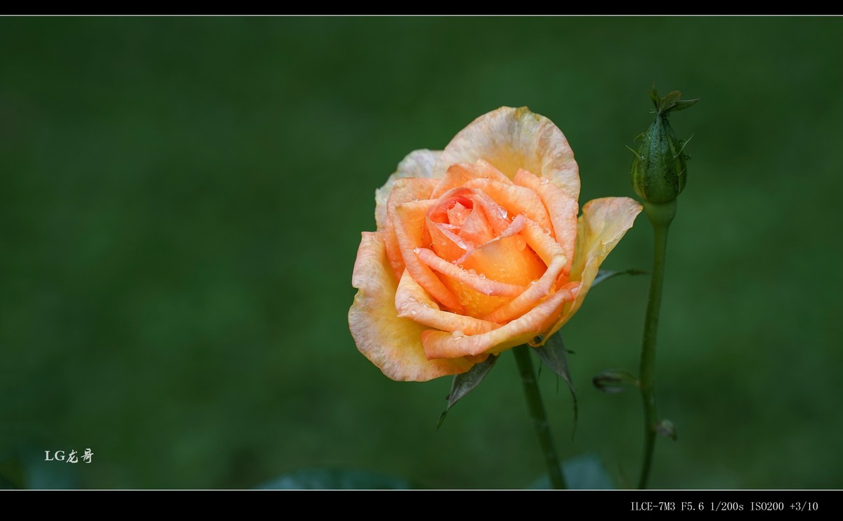 娇艳欲滴“金凤凰”--腾龙牛头35-150mm f/2-2.8 Di III VXD A058