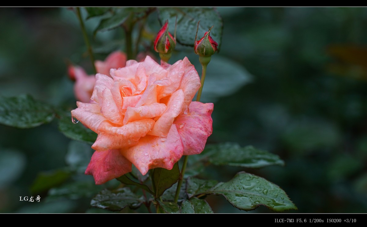 娇艳欲滴“金凤凰”--腾龙牛头35-150mm f/2-2.8 Di III VXD A058