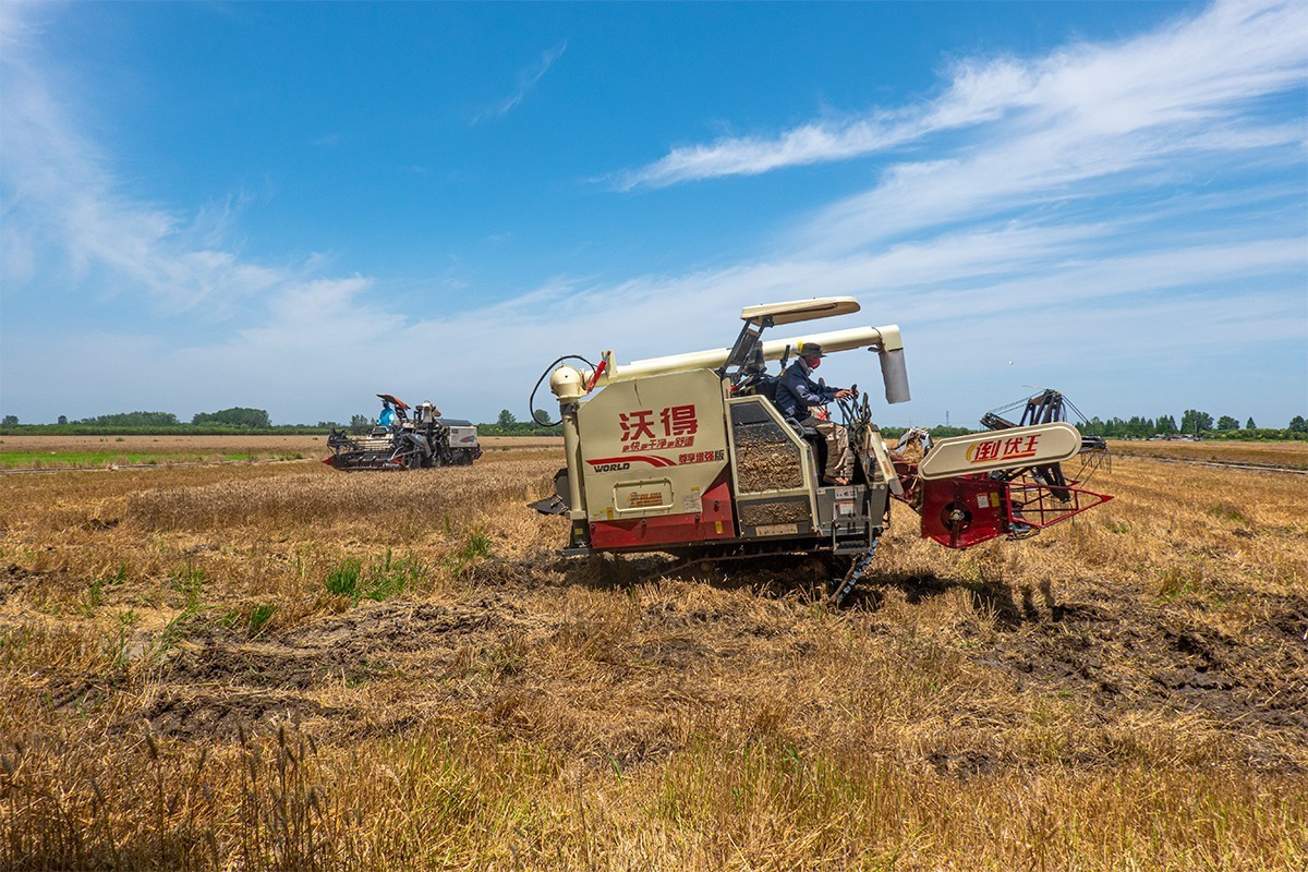 夏收机械收割
