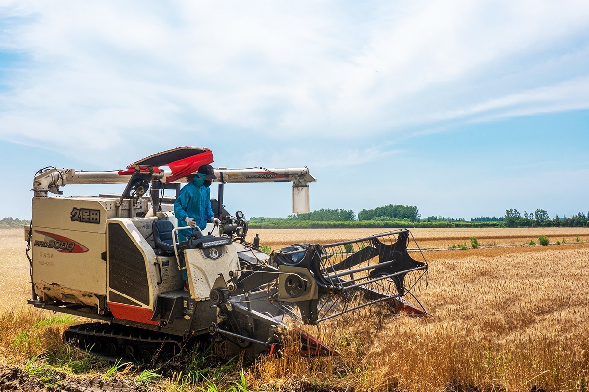 夏收机械收割