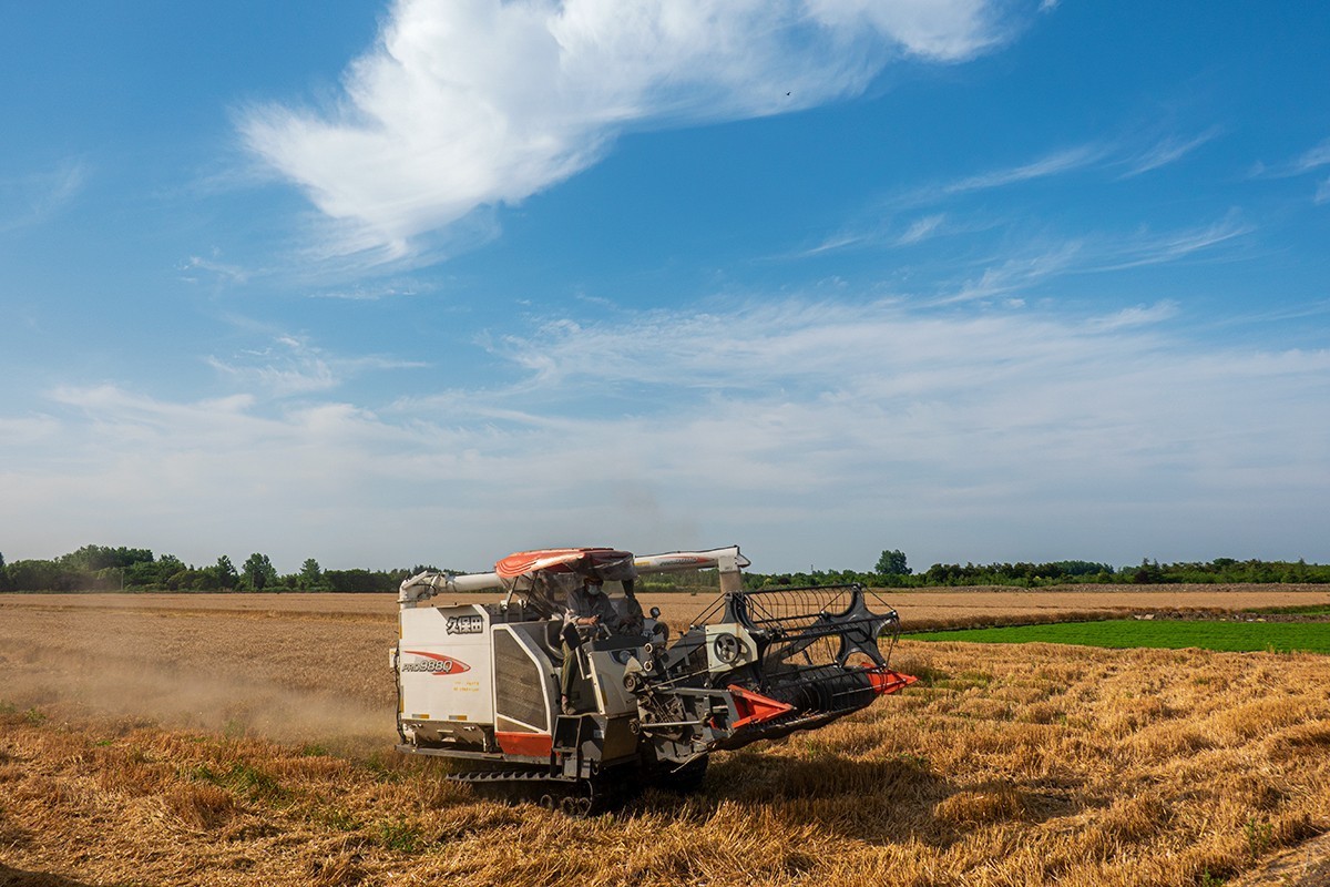 夏收机械收割