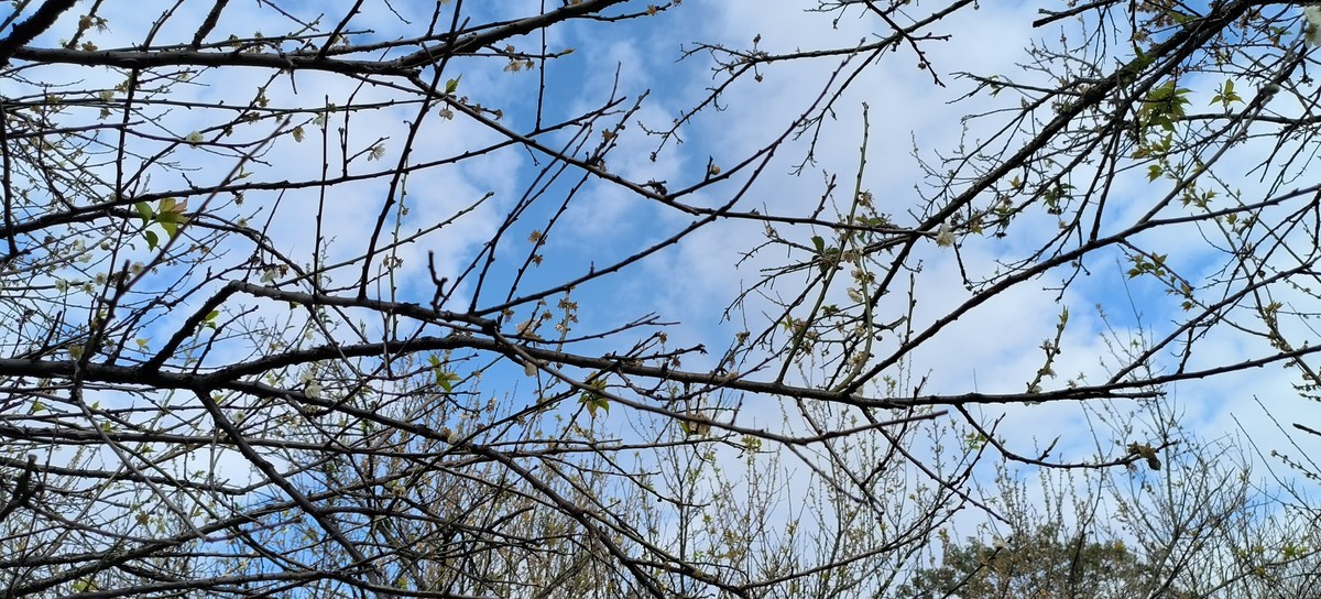 香雪公园游玩-手机拍梅花