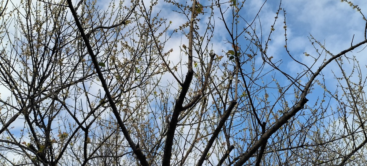 香雪公园游玩-手机拍梅花