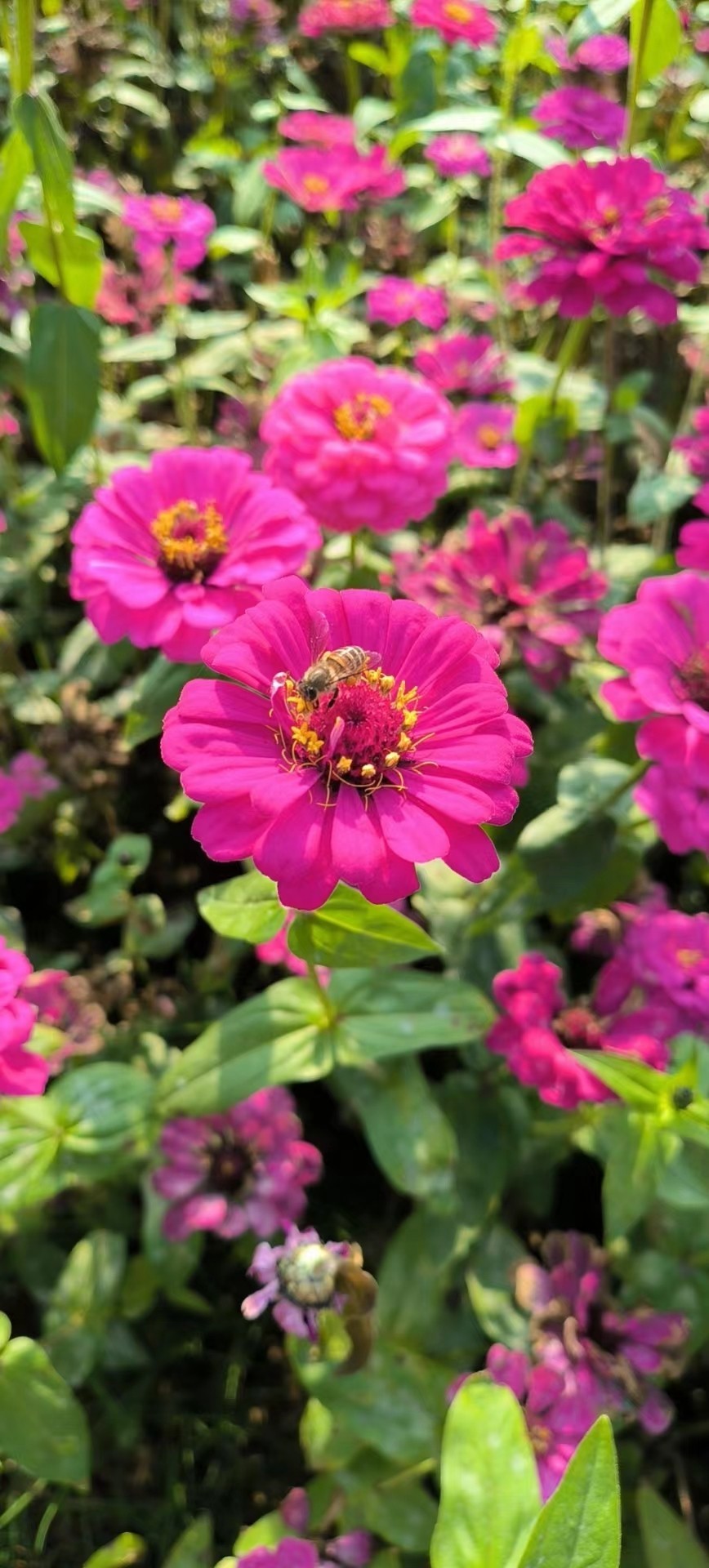 香雪公园随手拍