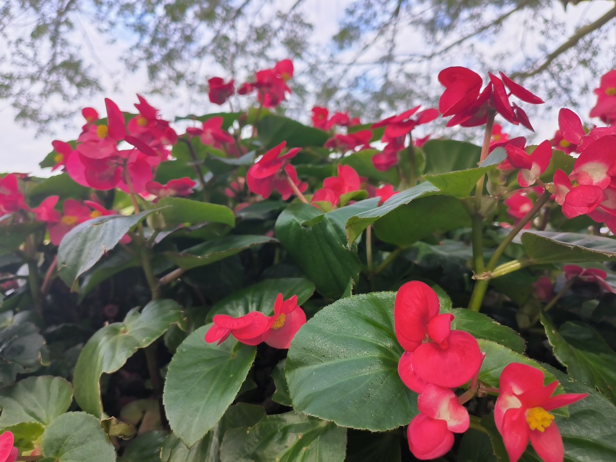 香雪公园随手拍