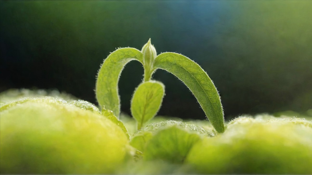 记录翠绿芽胚新生