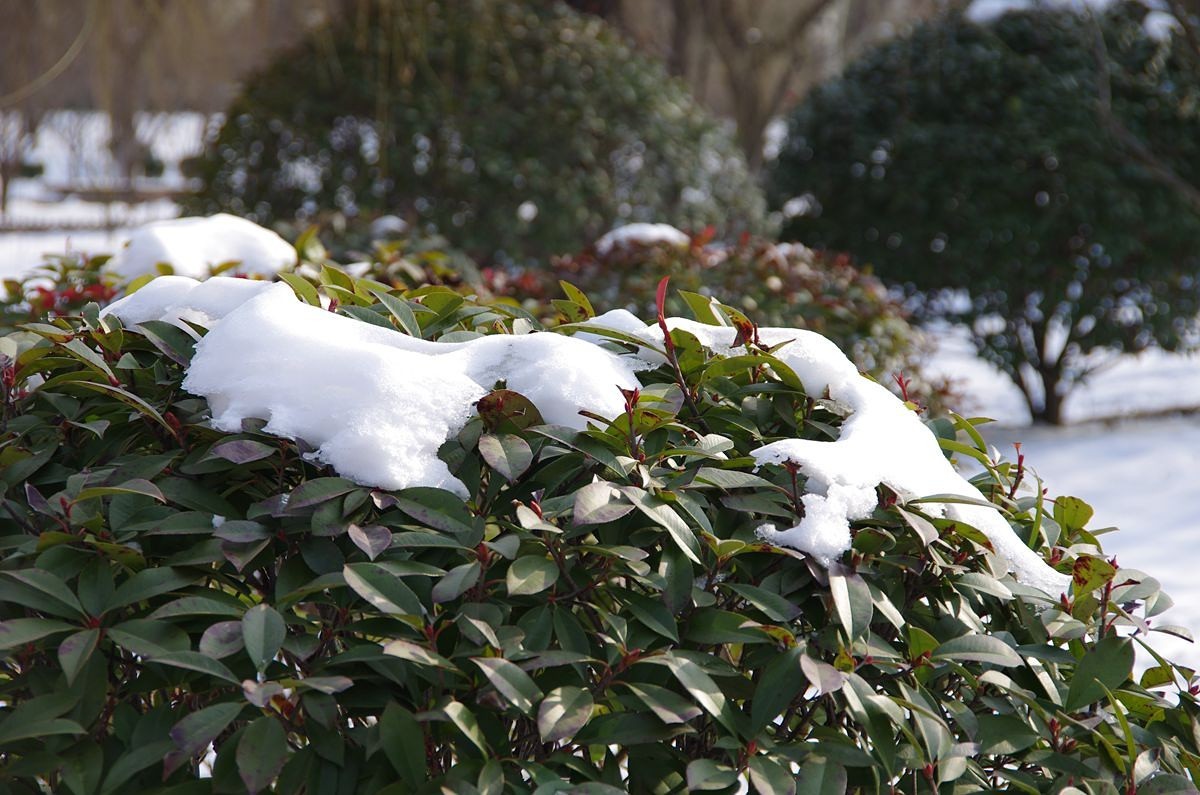 风雨送春归、飞雪迎春到