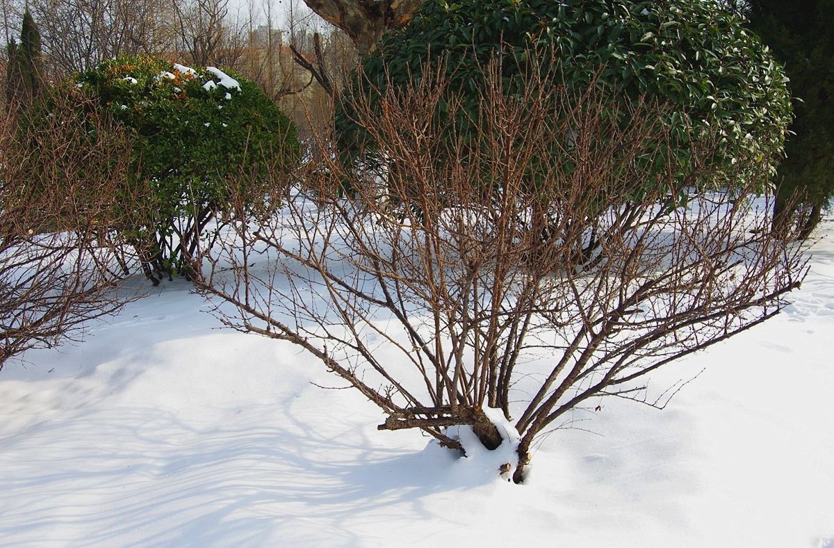 风雨送春归、飞雪迎春到