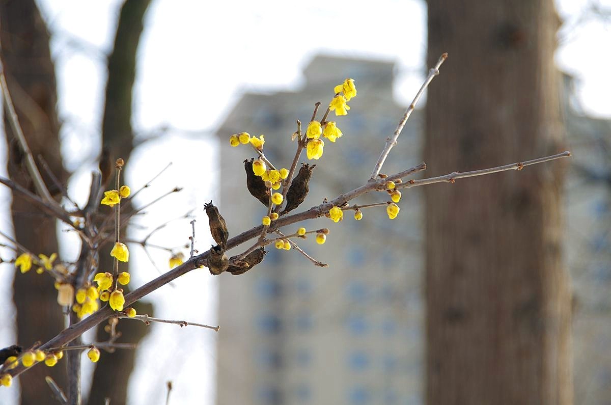 风雨送春归、飞雪迎春到