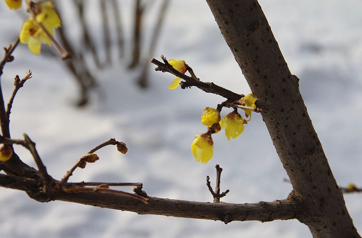 风雨送春归、飞雪迎春到