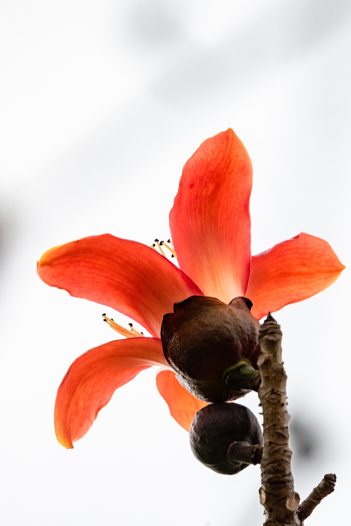 花枝招展（一百三十五）