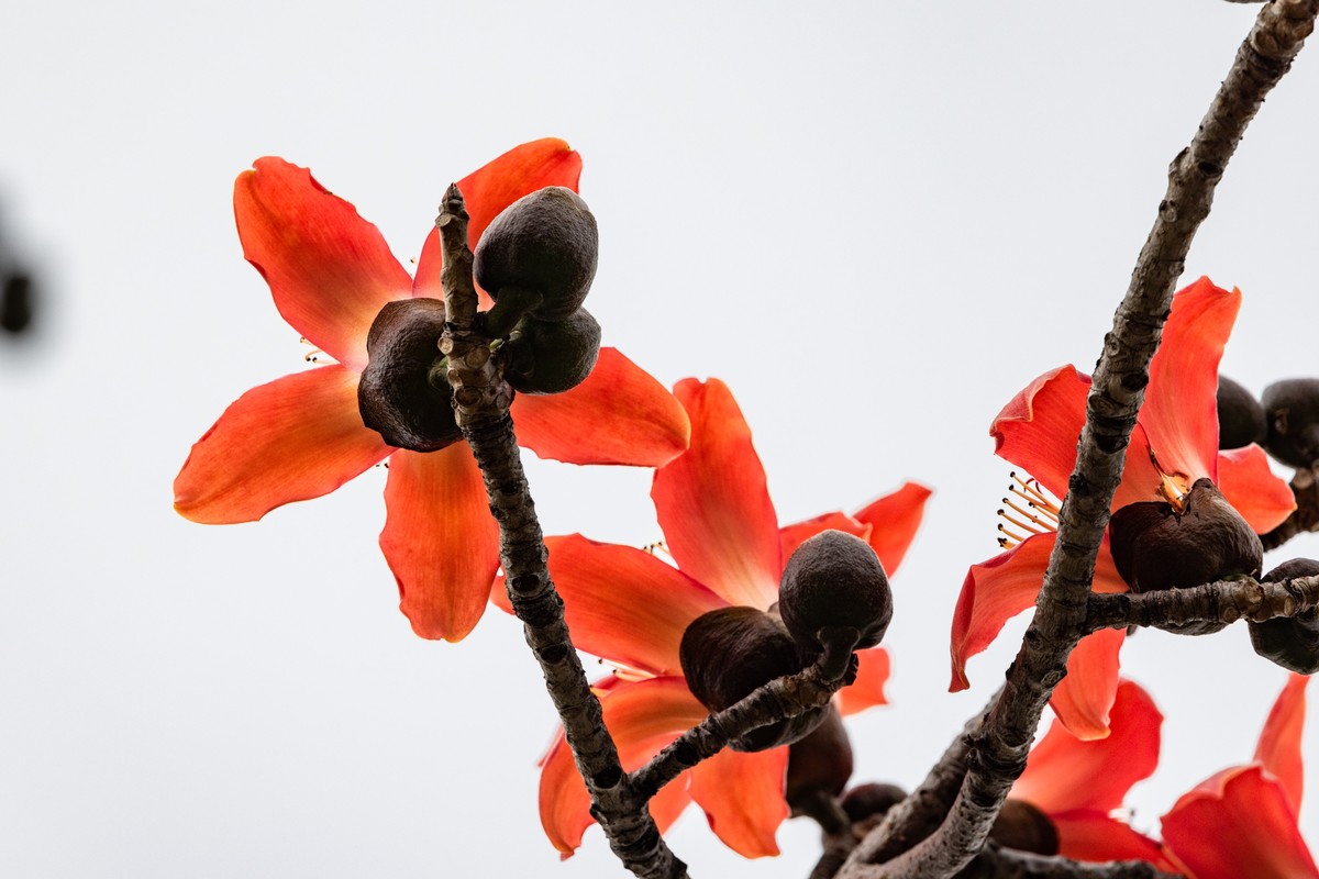 花枝招展（一百三十五）