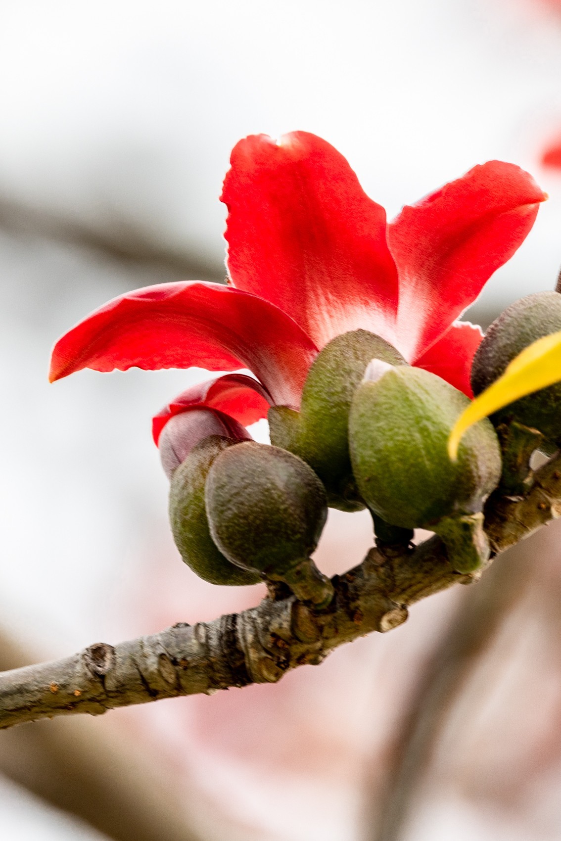 花枝招展（一百三十五）