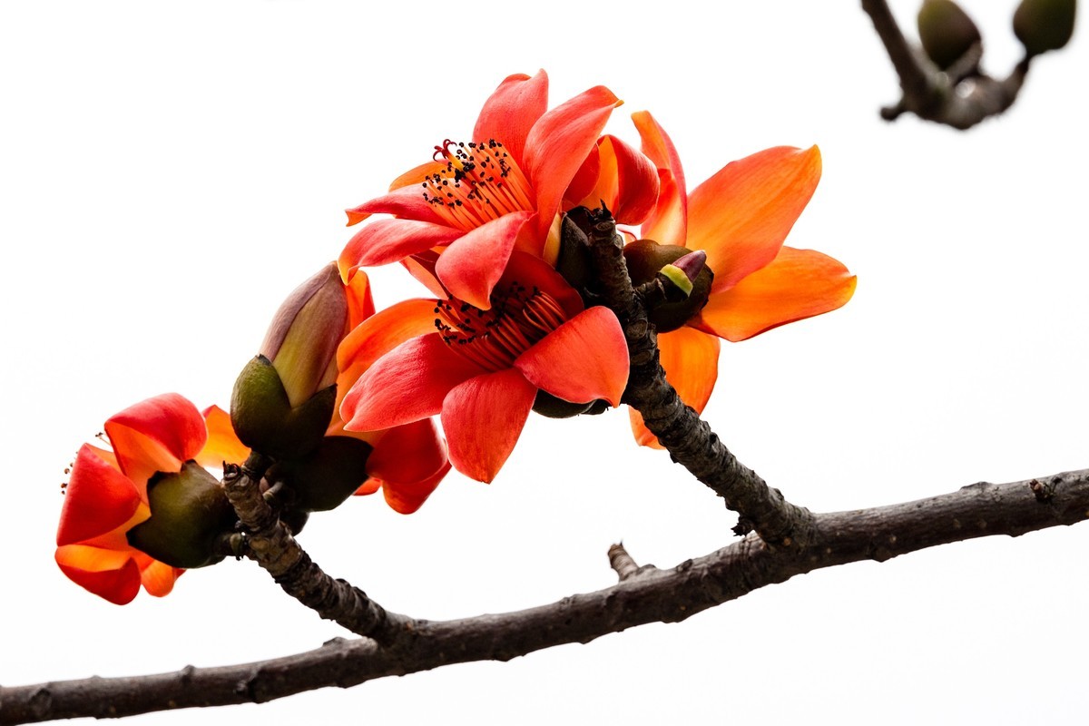 花枝招展（一百三十五）