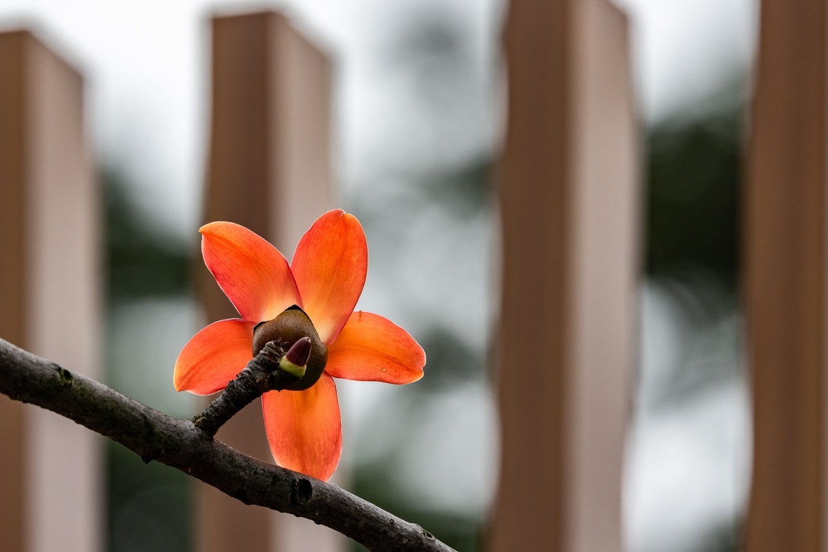 花枝招展（一百三十五）