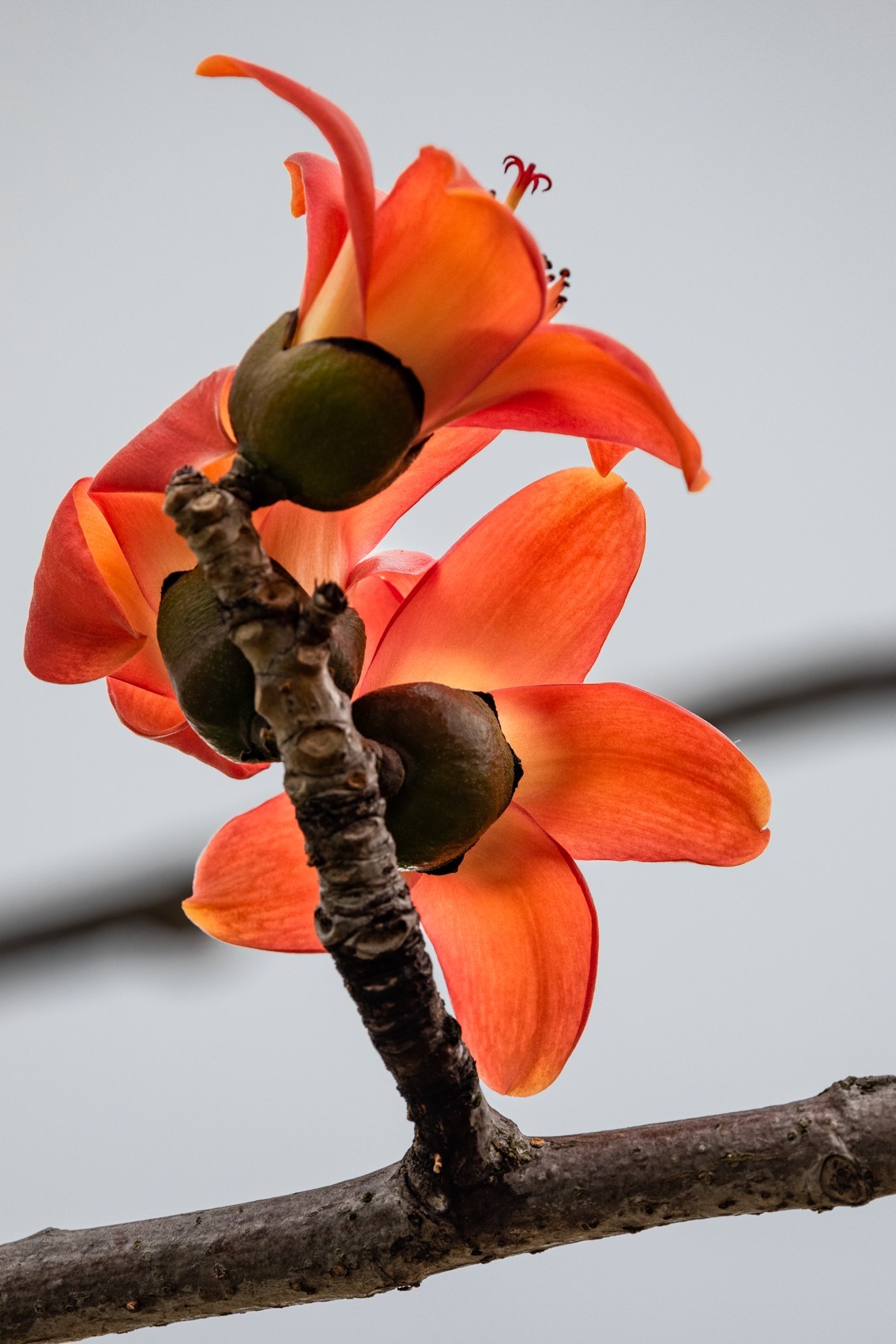 花枝招展（一百三十五）