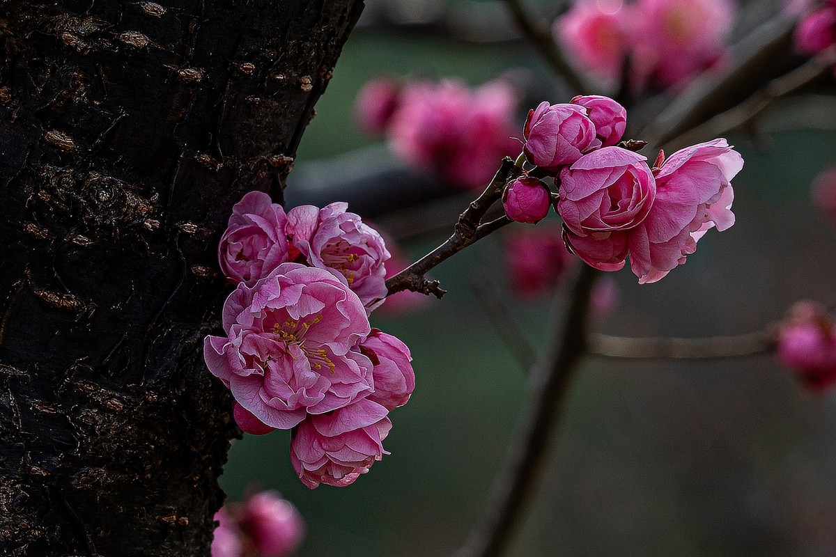 梅花与另类海棠花
