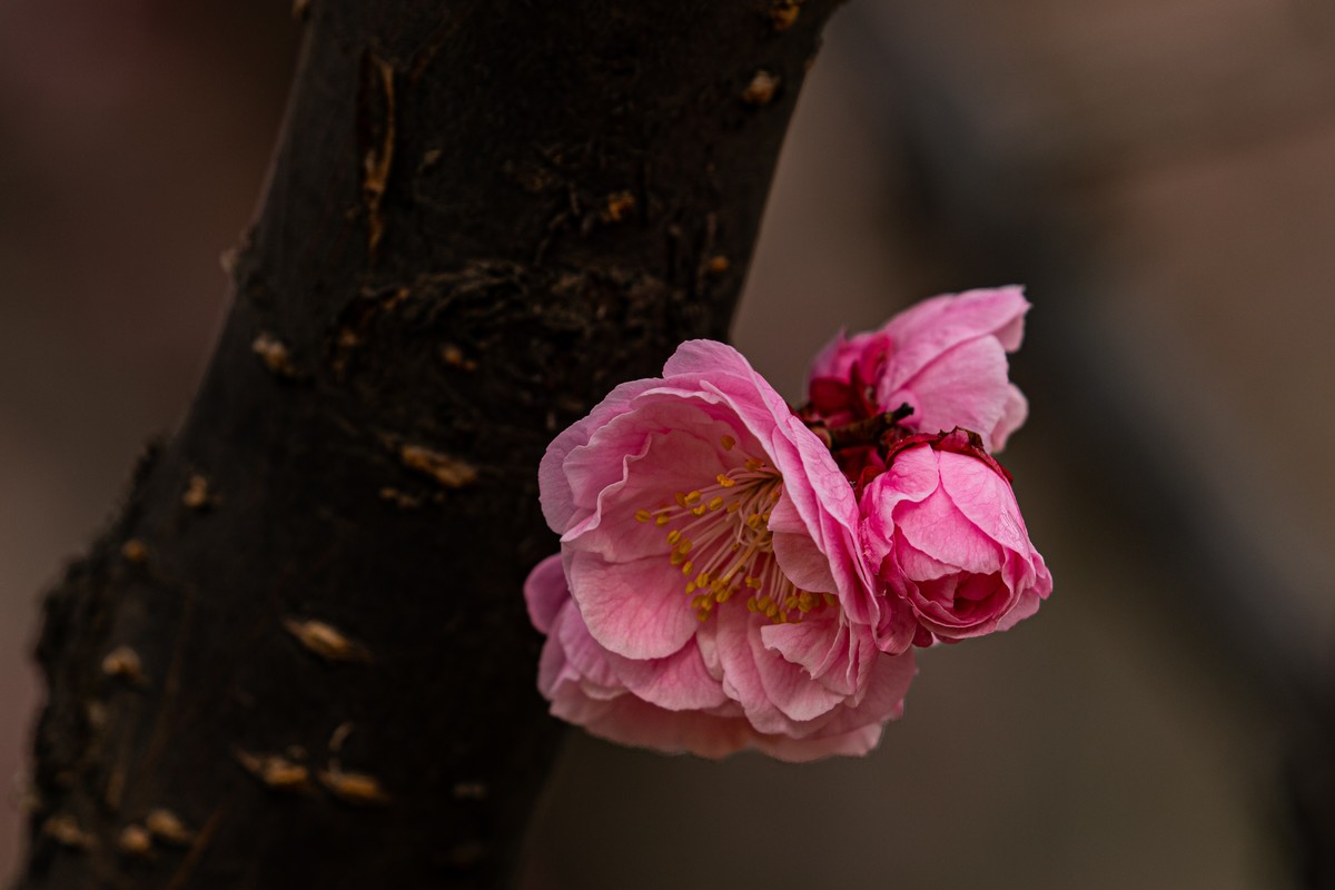 梅花与另类海棠花