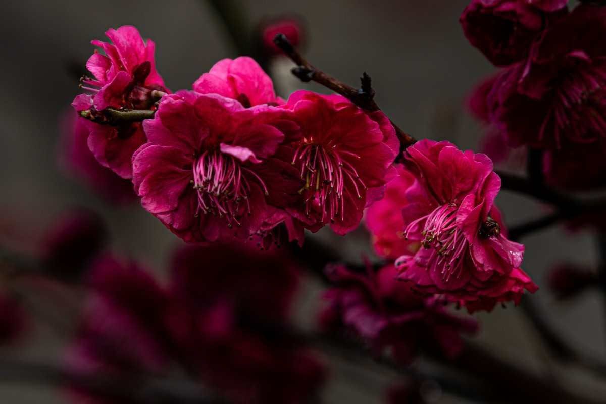 梅花与另类海棠花