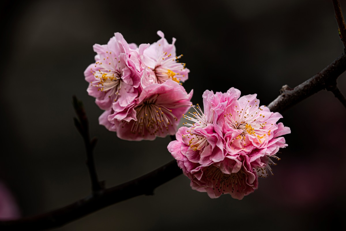 梅花与另类海棠花