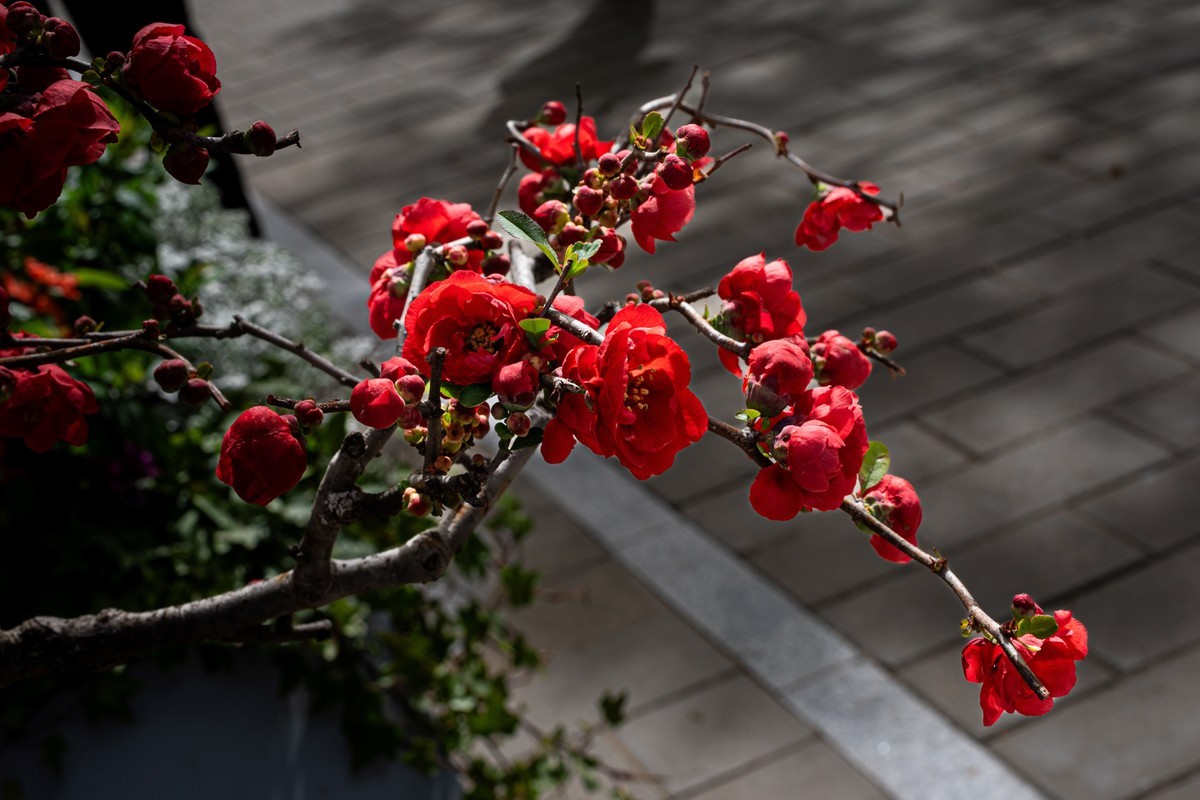 梅花与另类海棠花