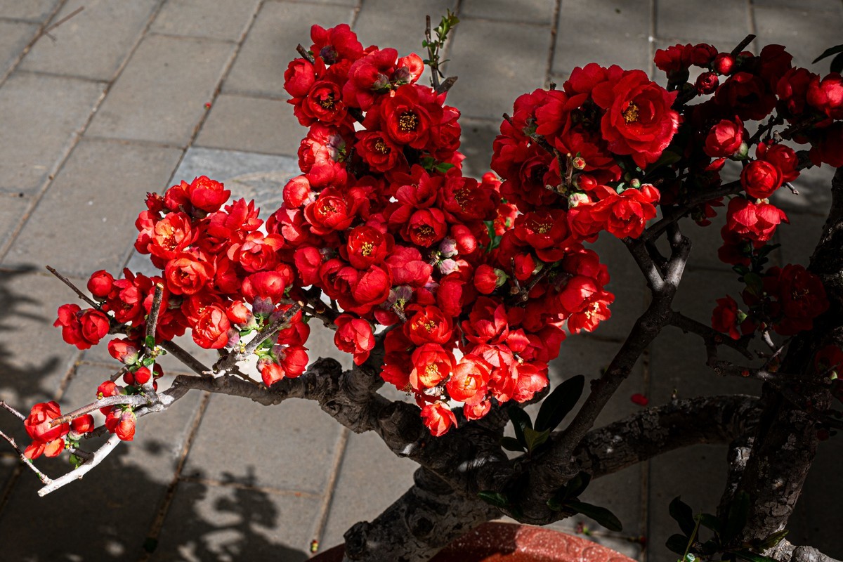 梅花与另类海棠花