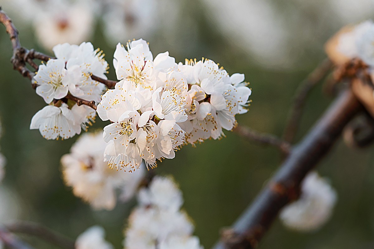 小区内拍摄的春花