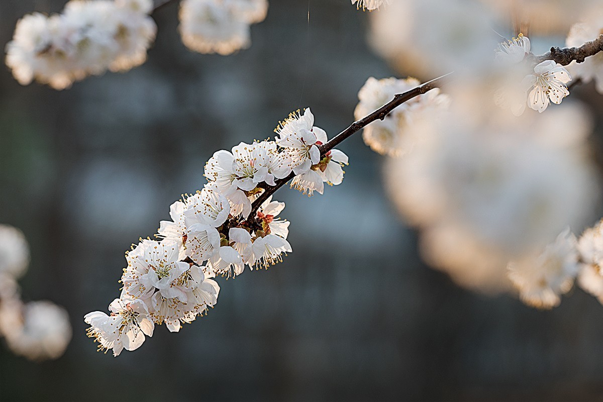 小区内拍摄的春花