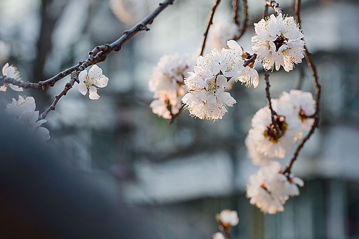 小区内拍摄的春花