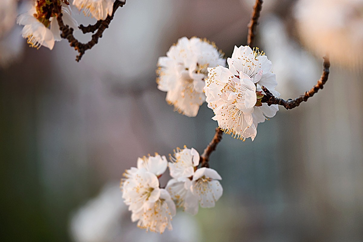 小区内拍摄的春花