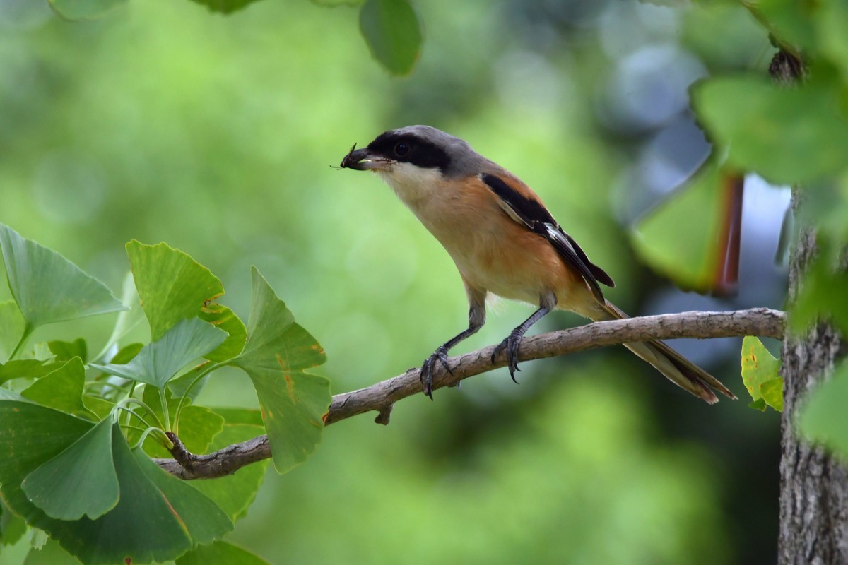 湿地公园拍鸟之---伯劳