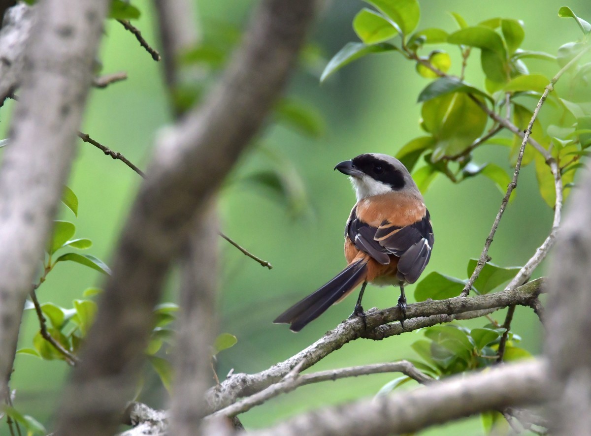 湿地公园拍鸟之---伯劳
