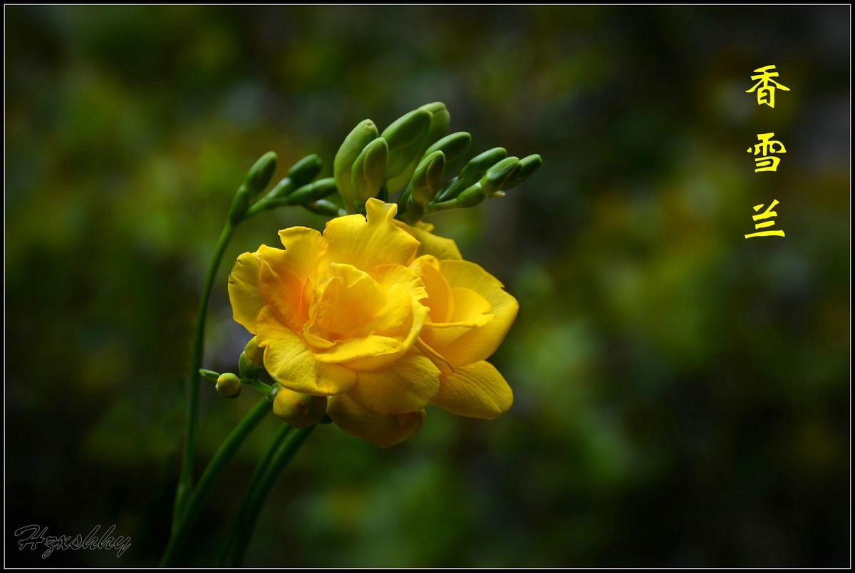 香雪兰（2024259）