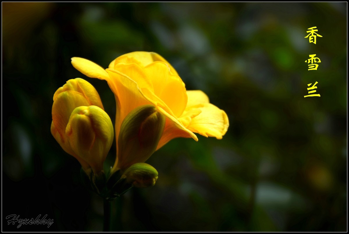 香雪兰（2024259）