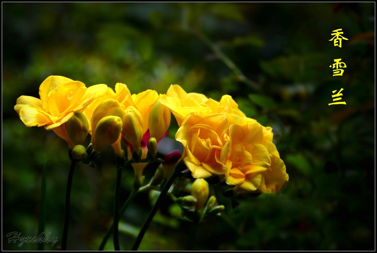 香雪兰（2024259）