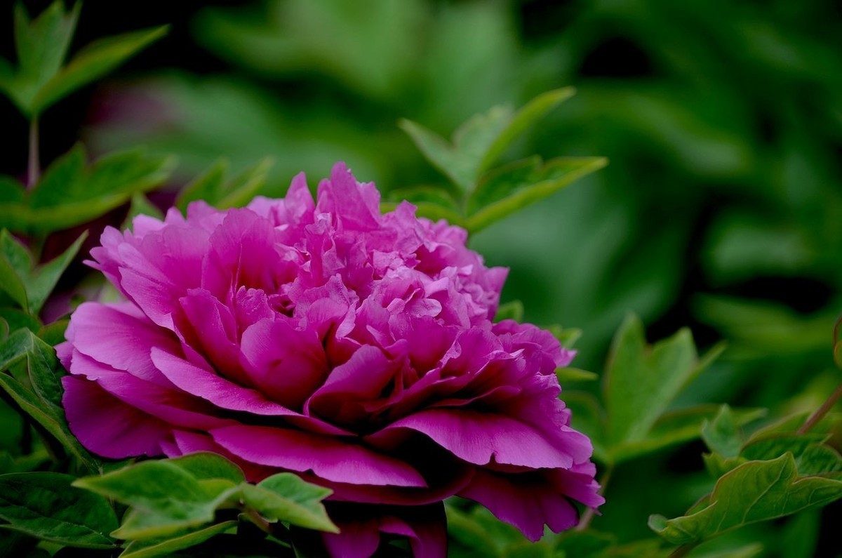 景山公园-----牡丹花（2）