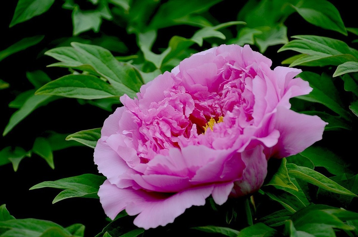 景山公园-----牡丹花（2）