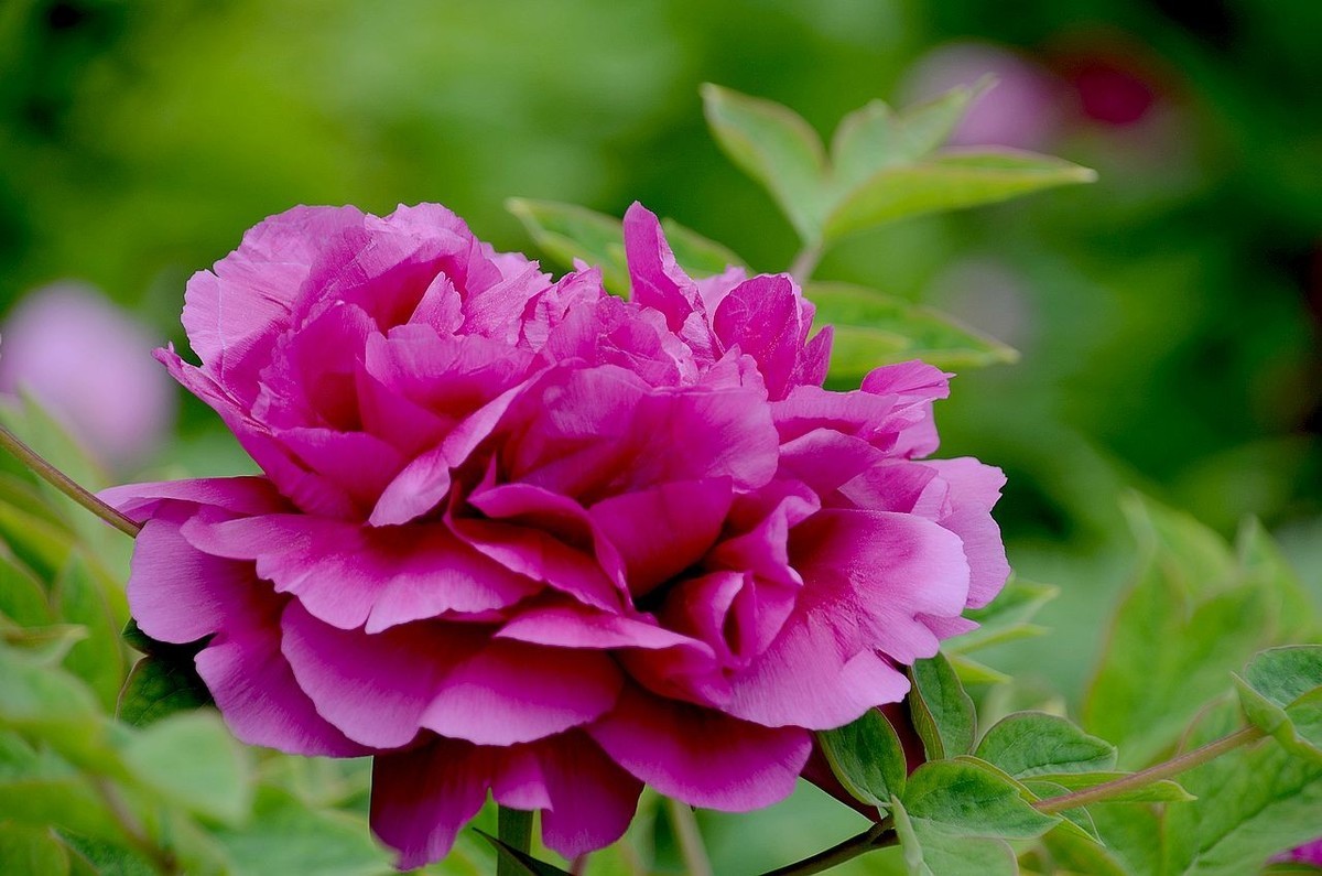 景山公园-----牡丹花（2）