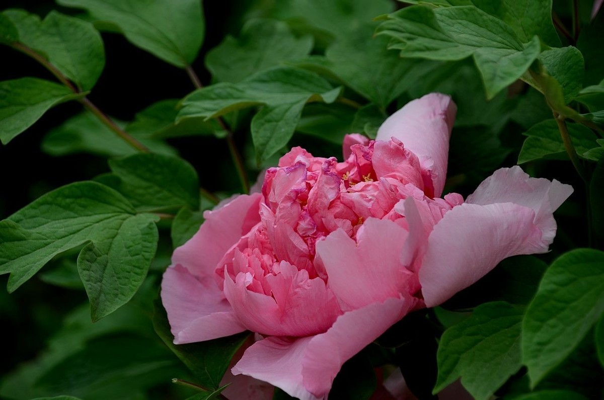 景山公园-----牡丹花（2）