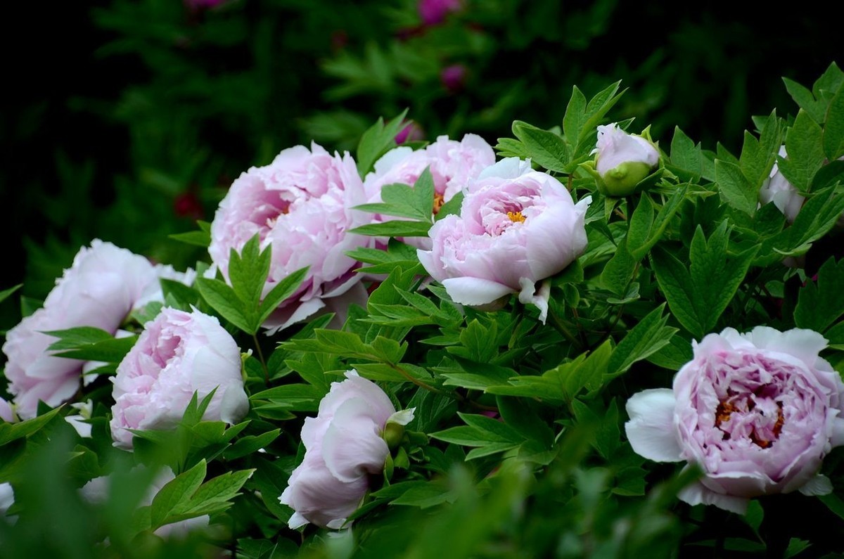 景山公园-----牡丹花（2）