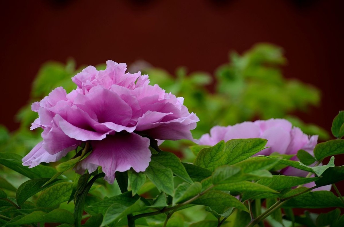 景山公园-----牡丹花（2）