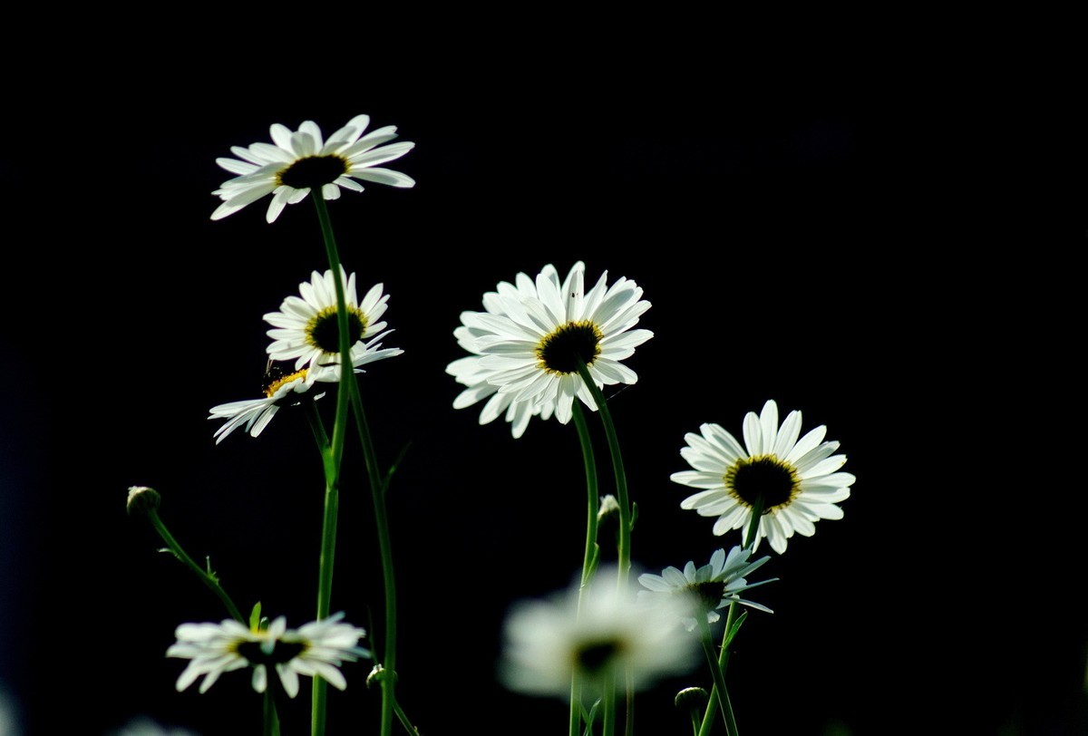 〖 逆 光 小 白 菊 〗祝影友们节日快乐！