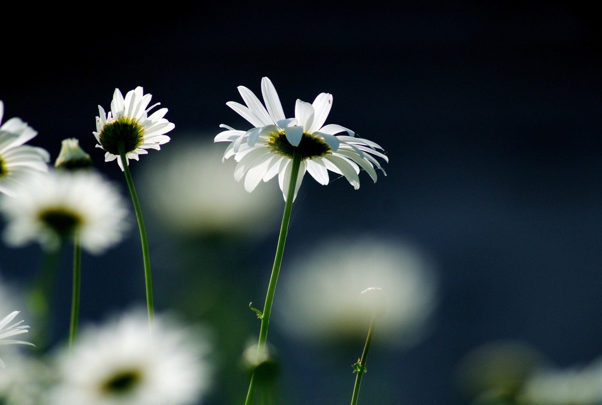 〖 逆 光 小 白 菊 〗祝影友们节日快乐！