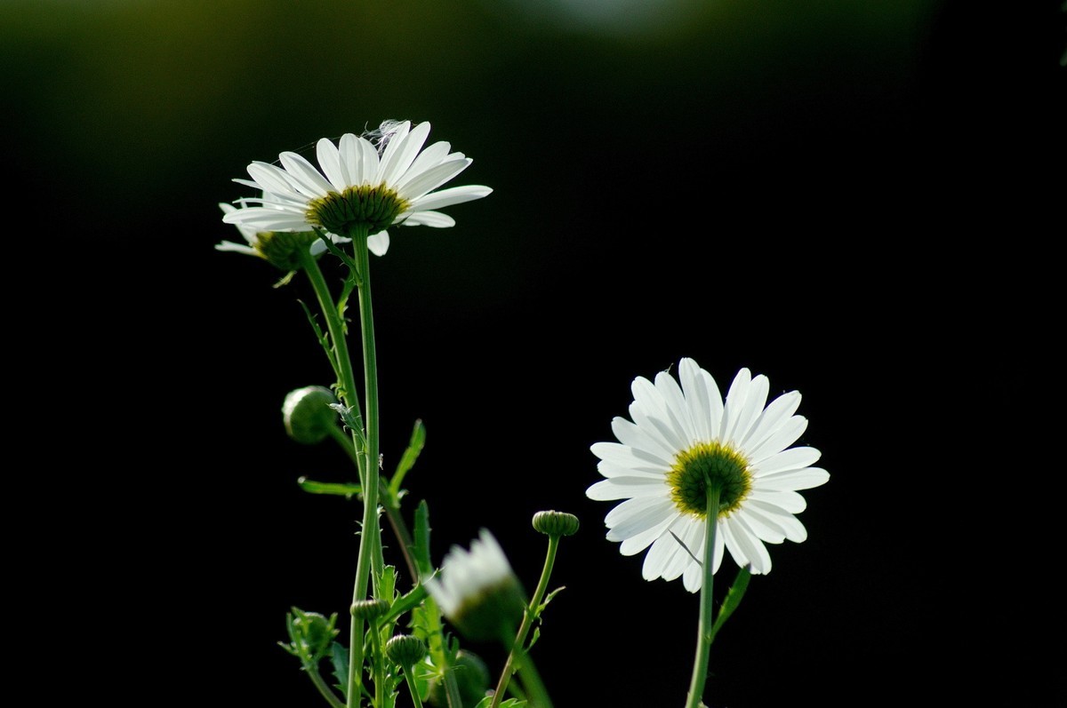 〖 逆 光 小 白 菊 〗祝影友们节日快乐！