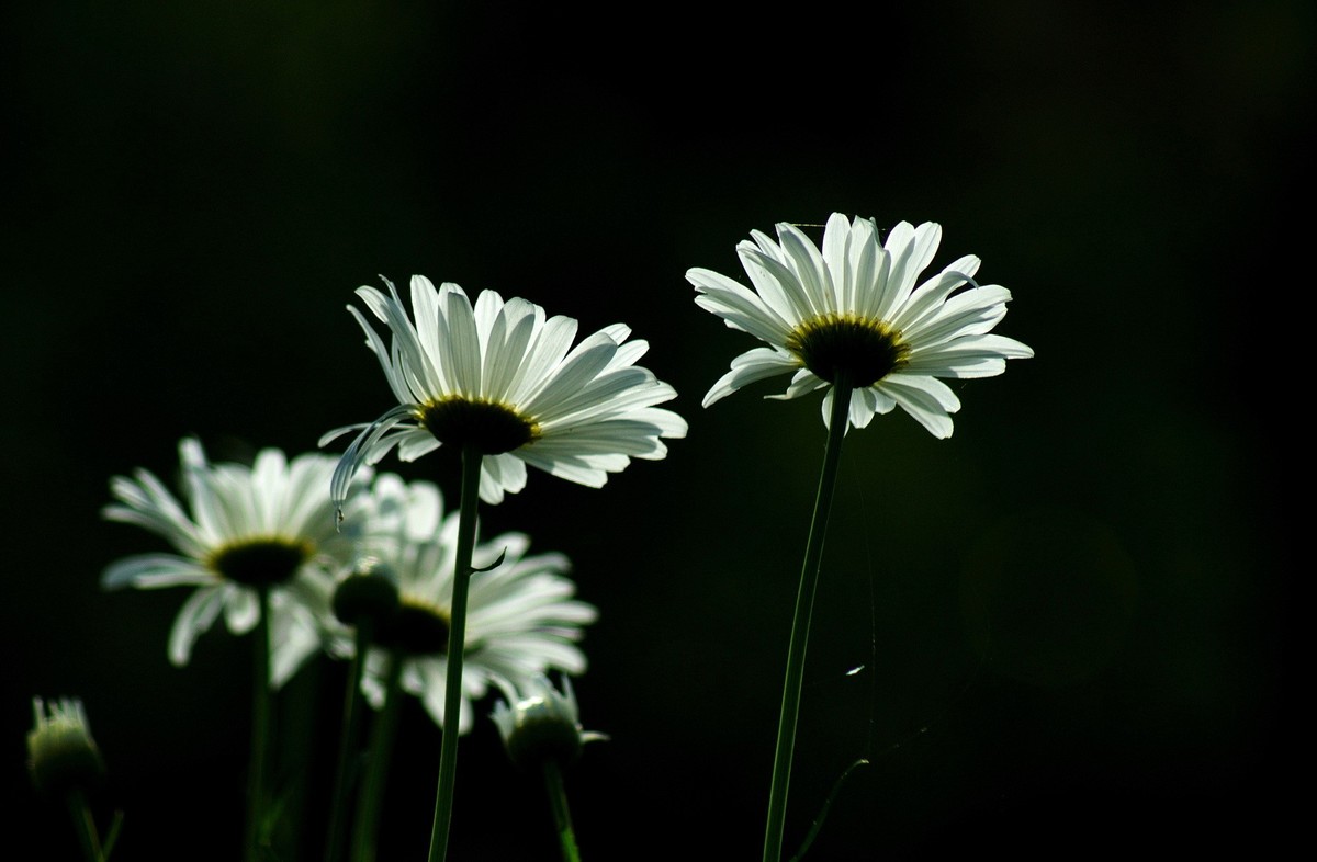 〖 逆 光 小 白 菊 〗祝影友们节日快乐！